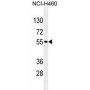abx026134