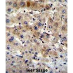 Autophagy-Related Protein 7 (APG7L) Antibody