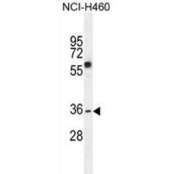 C10orf72 Antibody