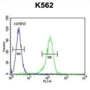 Adenosylhomocysteinase (AHCY) Antibody