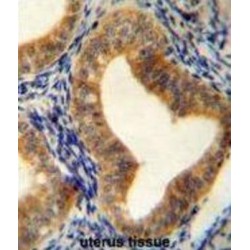Adenosylhomocysteinase (AHCY) Antibody