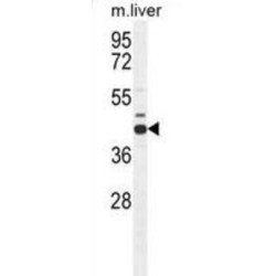Adenosylhomocysteinase (AHCY) Antibody