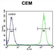 Dual Oxidase 2 (DUOX2) Antibody