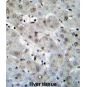 H2A Histone Family Member Z (H2AFZ) Antibody