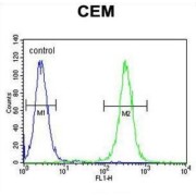 Myeloid Cell Nuclear Differentiation Antigen (MNDA) Antibody