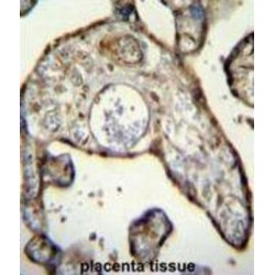 Myeloid Cell Nuclear Differentiation Antigen (MNDA) Antibody