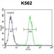 Transmembrane Protein 151B (TMEM151B) Antibody