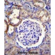 FA96A Antibody