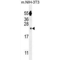 FA96A Antibody