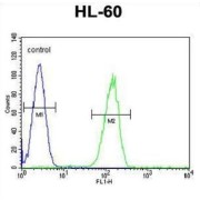 Probable G Protein Coupled Receptor 142 (GPR142) Antibody