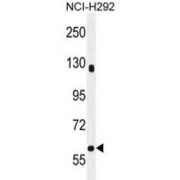SPA5L Antibody