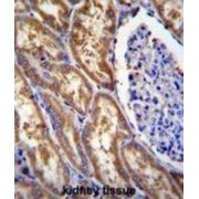 Exocyst Complex Component 3-Like Protein (EXOC3L) Antibody