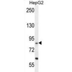 Exocyst Complex Component 3-Like Protein (EXOC3L) Antibody