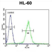 Olfactory Receptor 10J5 (OR10J5) Antibody