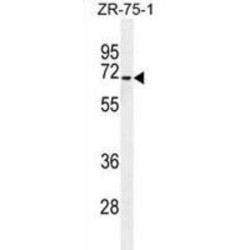 HAUS Augmin-Like Complex Subunit 3 (HAUS3) Antibody