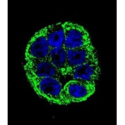YOD1 Deubiquitinase (YOD1) Antibody