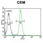 ADP-Ribosylation Factor-Like Protein 8 (ARL5B) Antibody