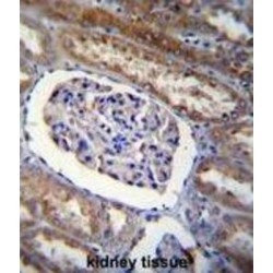 ADP-Ribosylation Factor-Like Protein 8 (ARL5B) Antibody