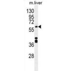 Cytochrome P450 1A2 (CYP1A2) Antibody