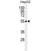 MFS10 Antibody