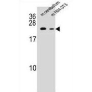 abx026226
