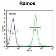 Family With Sequence Similarity 133, Member A (FAM133A) Antibody