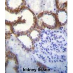 Transmembrane Protein 150B (TMEM150B) Antibody