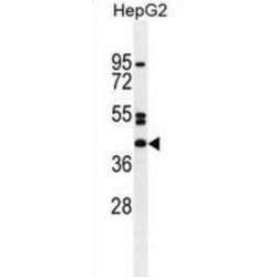 5'-Nucleotidase Domain-Containing Protein 4 (NT5DC4) Antibody