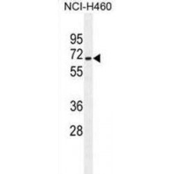 Zinc Finger And SCAN Domain-Containing Protein 5B (ZSCAN5B) Antibody