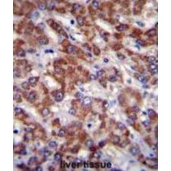 Olfactory Receptor 2B11 (OR2B11) Antibody