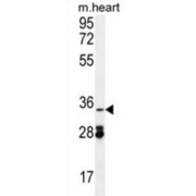 Oxidoreductase NAD-Binding Domain-Containing Protein 1 (OXNAD1) Antibody