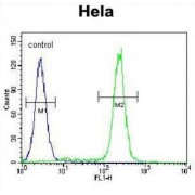 JmjC Domain-Containing Histone Demethylation Protein 2B (JHDM2b) Antibody