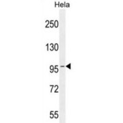 Component of Oligomeric Golgi Complex 3 (COG3) Antibody