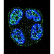 Signal Peptide, CUB And EGF-Like Domain-Containing Protein 2 (SCUBE2) Antibody