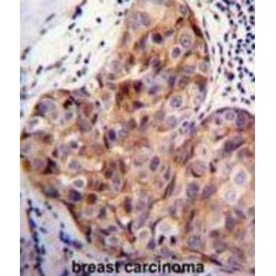 Signal Peptide, CUB And EGF-Like Domain-Containing Protein 2 (SCUBE2) Antibody