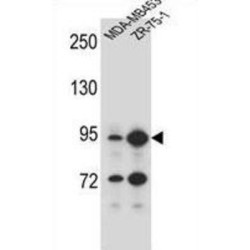 Signal Peptide, CUB And EGF-Like Domain-Containing Protein 2 (SCUBE2) Antibody