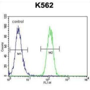 Forkhead Box Protein I3 (FOXI3) Antibody
