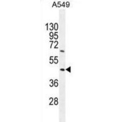 Tripartite Motif-Containing Protein 43 (TRIM43) Antibody