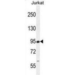 RSBN1 Antibody