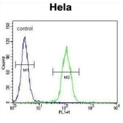 Serine/threonine-Protein Kinase LMTK3 (LMTK3) Antibody