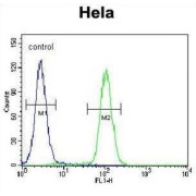 Serine/threonine-Protein Kinase QSK (KIAA0999) Antibody