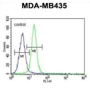 Protein Lin-28 Homolog A (LIN28) Antibody