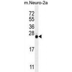 Protein Lin-28 Homolog A (LIN28) Antibody