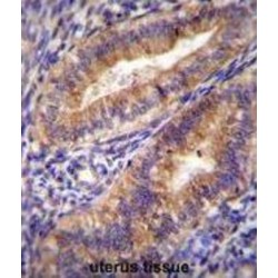 Prostaglandin G/H Synthase 2 / COX-2 (PTGS2) Antibody