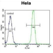 DNA Mismatch Repair Protein Msh2 (MSH2) Antibody