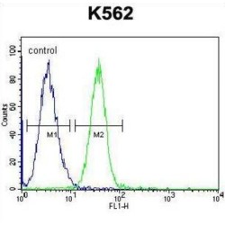Serpin B4 (SPB4) Antibody
