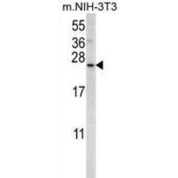 Sorting Nexin-24 (SNX24) Antibody