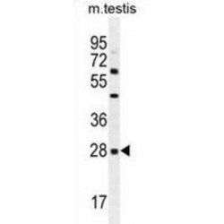 C-Type Lectin Domain Family 12 Member B (CLEC12B) Antibody