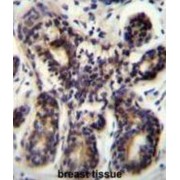 Putative Neuroblastoma Breakpoint Family Member 8 (NBPF8) Antibody