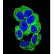 Protocadherin 20 (PCDH20) Antibody